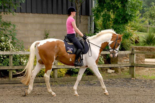 Estate Planning and Trusts for Your Horses Equine estate planning issues