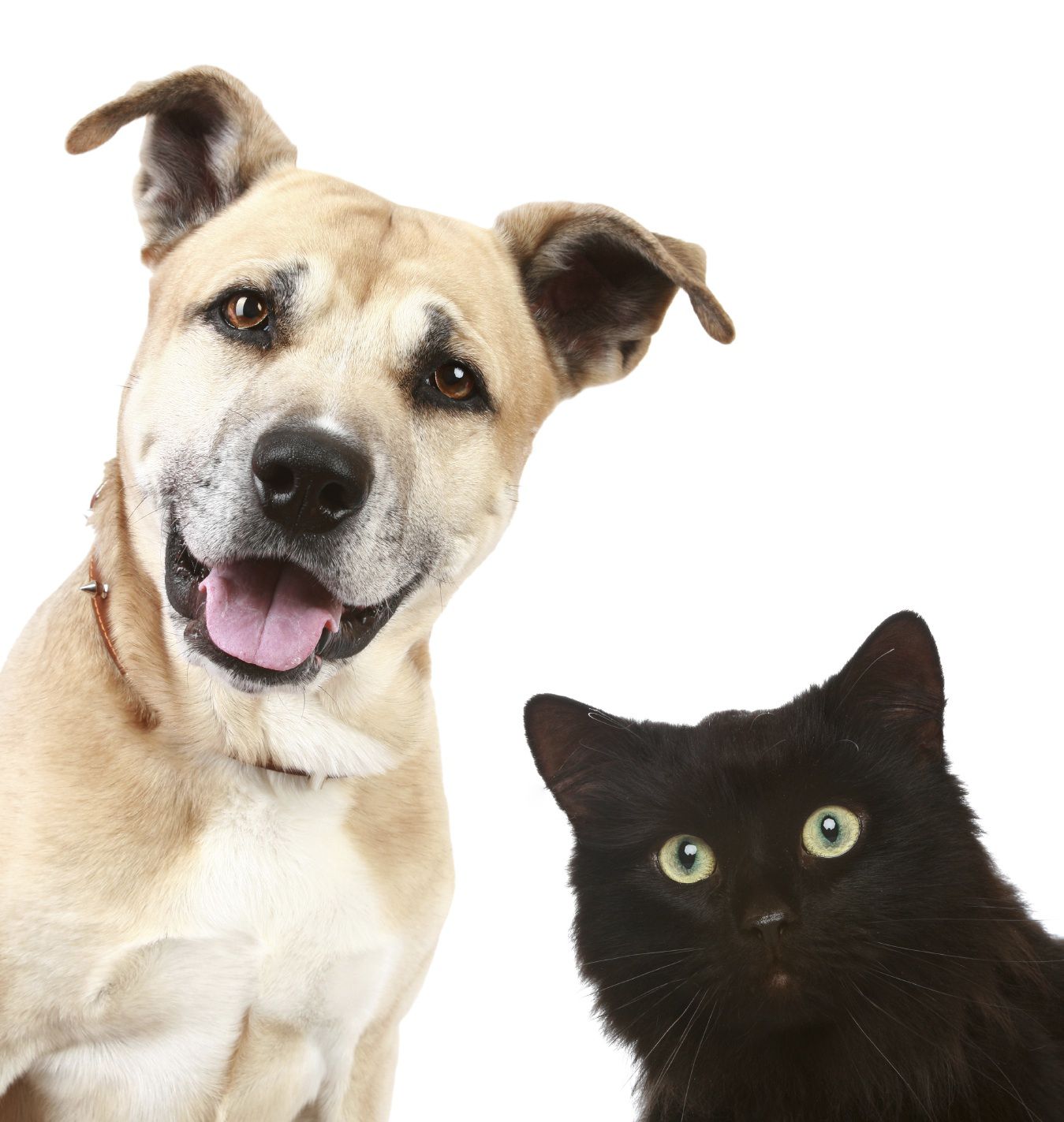 Equine and Pet Wills and Trusts In Estate Planning Estate Planning for Pets and Horses